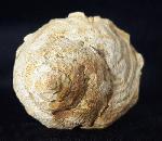 Xenophora agglutinans LAMARCK 1804 - Bild © FossNet FossilienStore